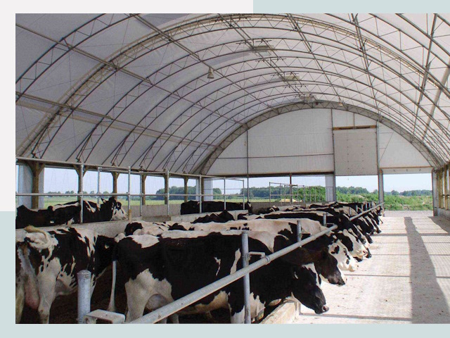 Тентовые коровники в Сланцах